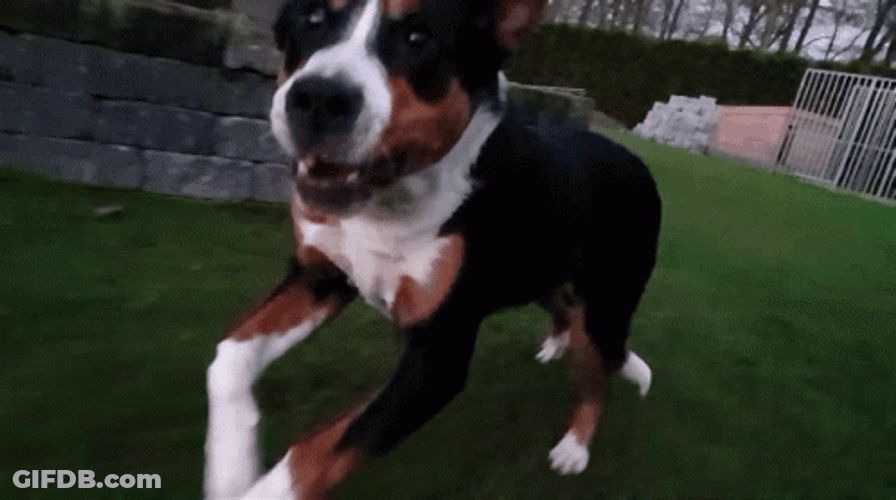 Dog Running On The Fields GIF