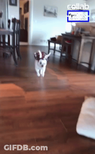 Dog Running On Wooden Floor With Collab Clips Logo GIF