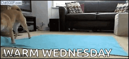 Dog Running On Yoga Mat In Living Room Warm Wednesday GIF