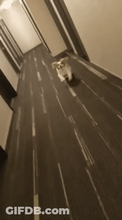 Dog Running Slid On The Floor GIF