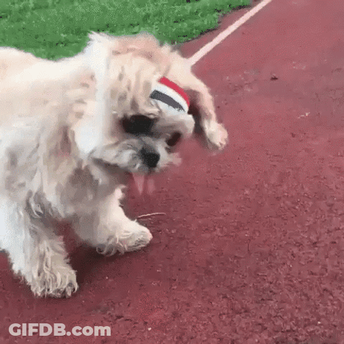 Dog Running Slowly On The Track GIF