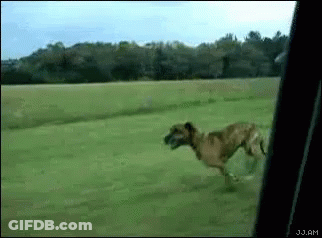 Dog Running Through Grassy Field In Car Window GIF
