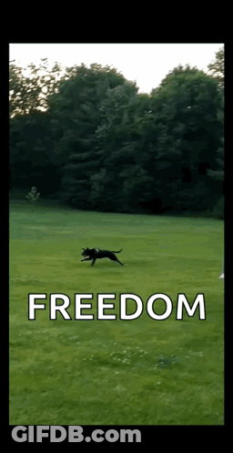 Dog Running Through Grassy Field Saying Freedom GIF