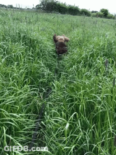 Dog Running Through Grassy Field GIF
