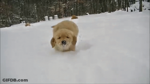 Dog Running Through Snow GIF
