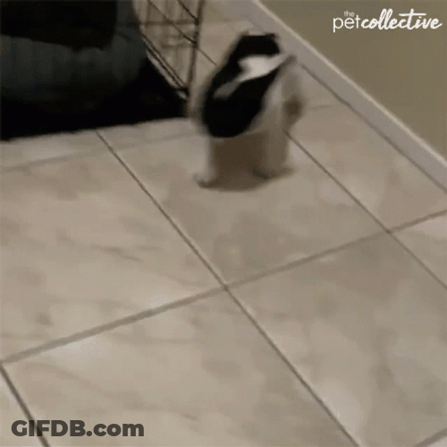 Dog Running To Hide GIF