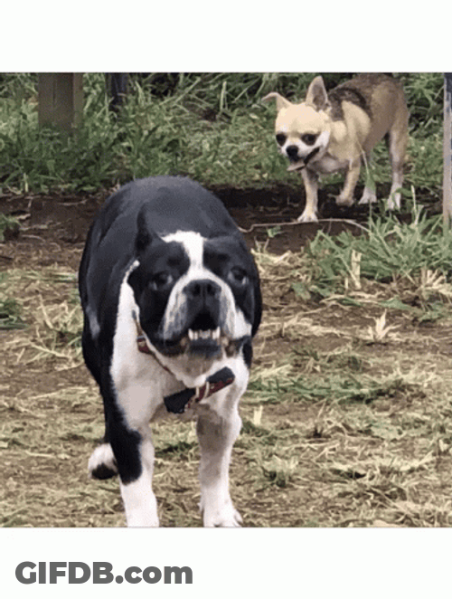 Dog Running Towards You GIF