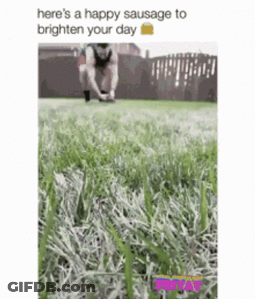 Dog Running Wiener Wednesday On The Field GIF