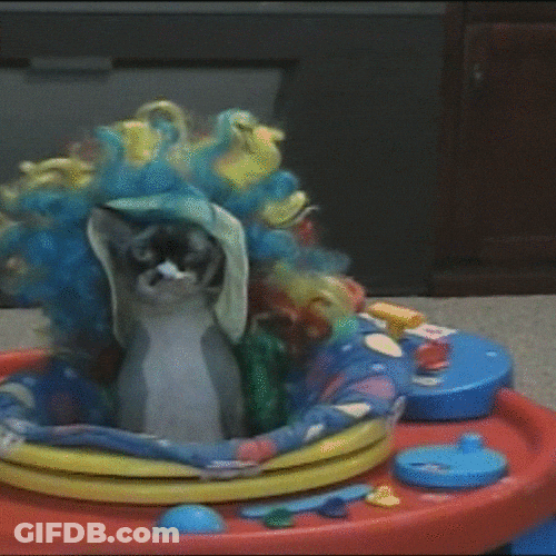 Dog's Crazy Hair Style GIF