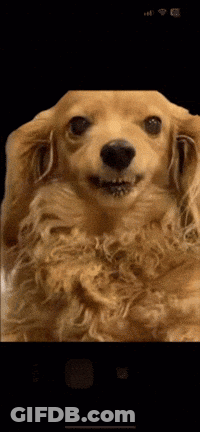 Dog's Face Close Up GIF