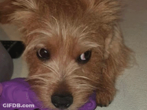 Dog's Face Close Up GIF