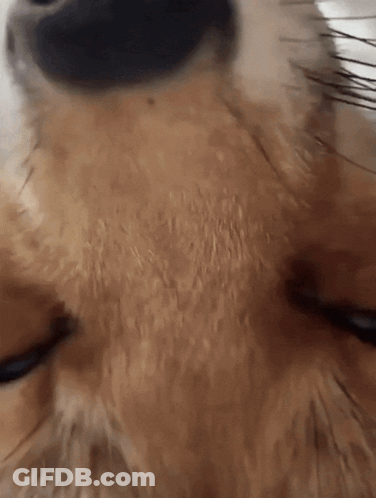 Dog's Face Close Up GIF