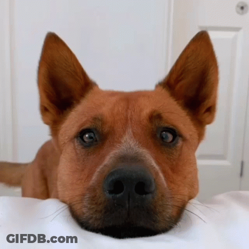 Dog's Face Close Up GIF