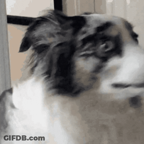 Dog's Face Close Up GIF