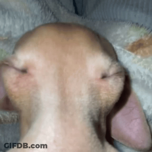 Dog's Face Close Up GIF