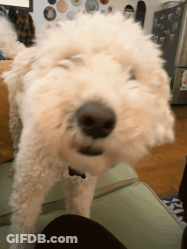Dog's Face Close Up With Ice Cream Sticker GIF