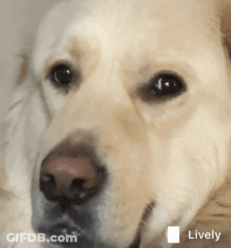 Dog's Face With Lively Icon GIF