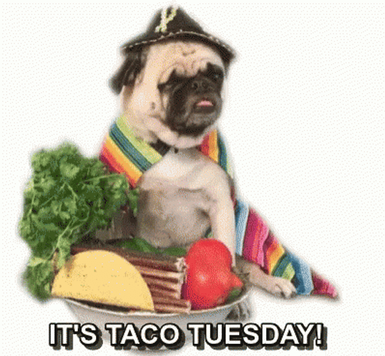 Dog's Funny Tuesday Taco Day GIF