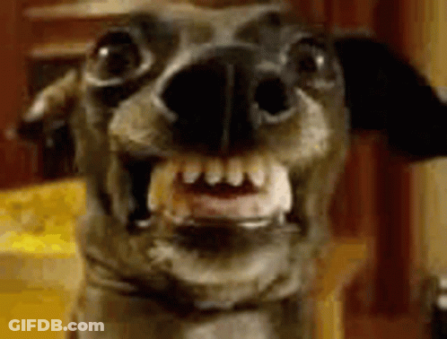 Dog's Mouth And Teeth Close Up GIF