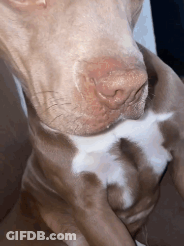 Dog's Nose And Neck Close Up GIF