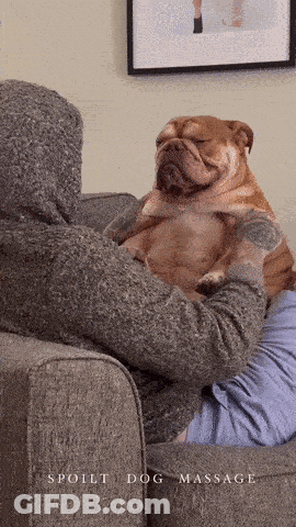 Dog's Nose Close Up Looking At Camera GIF
