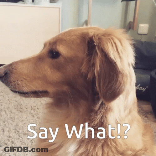 Dog Say What GIF