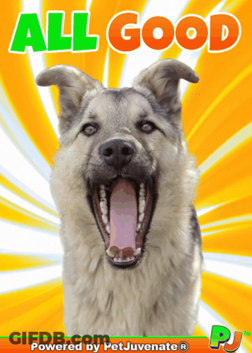 Dog Saying All Good GIF