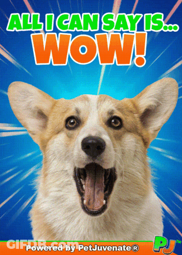 Dog Saying All I Can Say Is Wow GIF