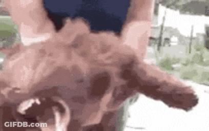 Dog Saying Bark Bark Bark Woof Woof Grrr Awooo GIF