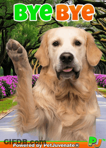 Dog Saying Bye Bye GIF