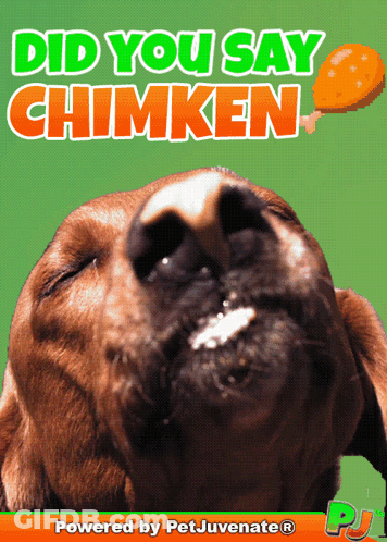 Dog Saying Did You Say Chimken GIF