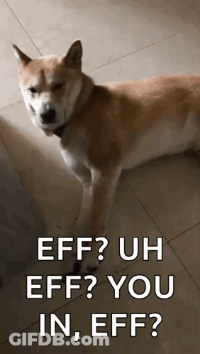 Dog Saying Eff Uh Eff You GIF