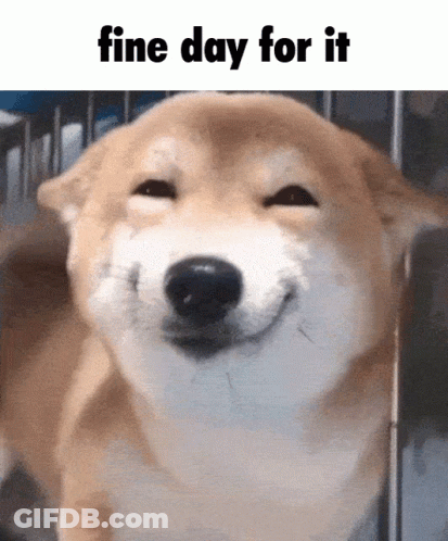Dog Saying Fine Day For It GIF