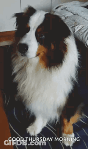 Dog Saying Good Thursday Morning GIF