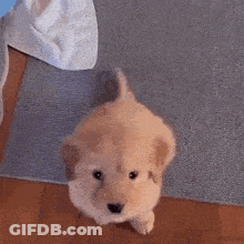 Dog Saying Have A Great Day Lucas & Friends GIF