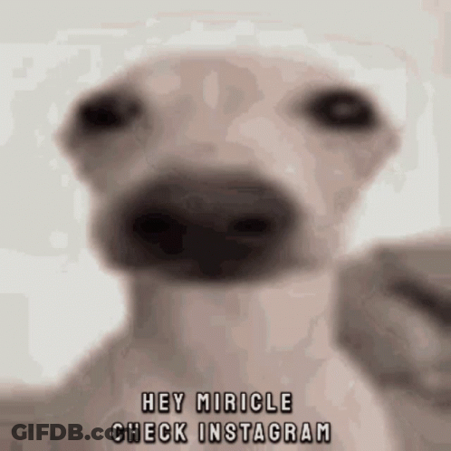 Dog Saying Hey Miracle Check Instagram GIF