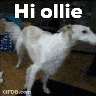 Dog Saying Hi Ollie GIF