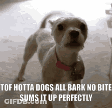 Dog Saying Hotta Dogs All Bark No Bite GIF