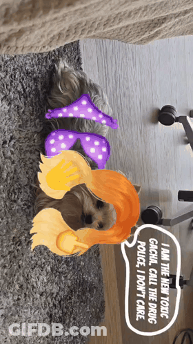 Dog Saying I Am The New Toxic GIF