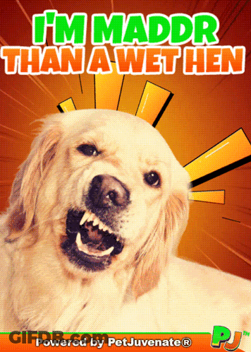 Dog Saying I'm Madder Than A Wet Hen GIF
