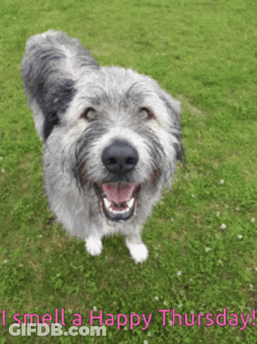 Dog Saying I Smell A Happy Thursday GIF