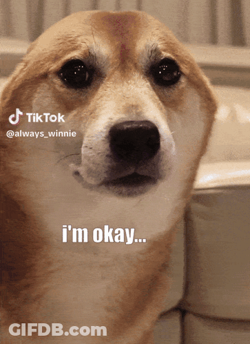Dog Saying Im Okay GIF