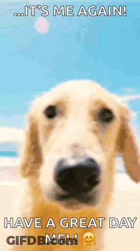 Dog Saying It's Me Again Have Great Day GIF