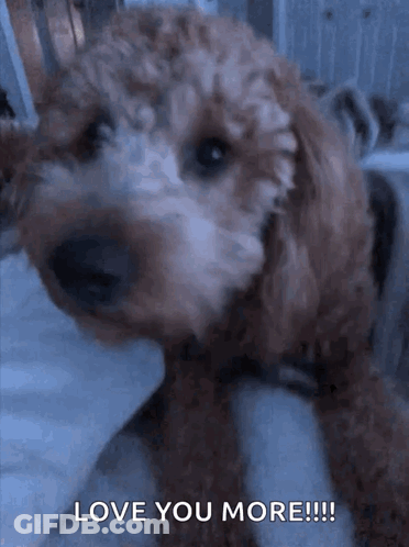 Dog Saying Love You More GIF