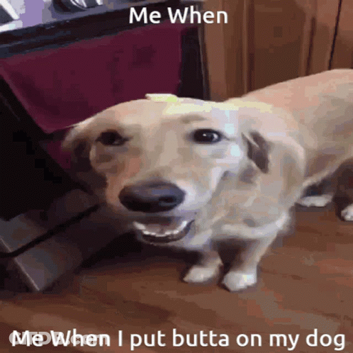 Dog Saying Me When I Put Butta On My Dog GIF