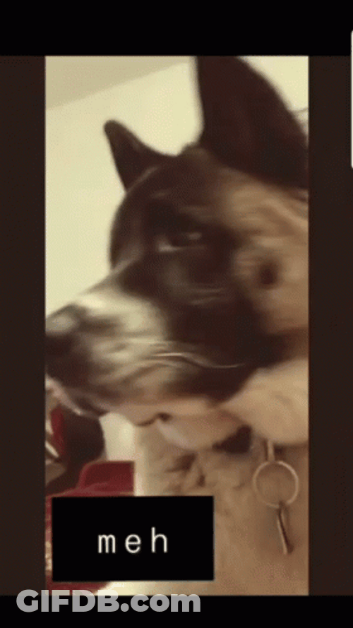 Dog Saying Meh GIF