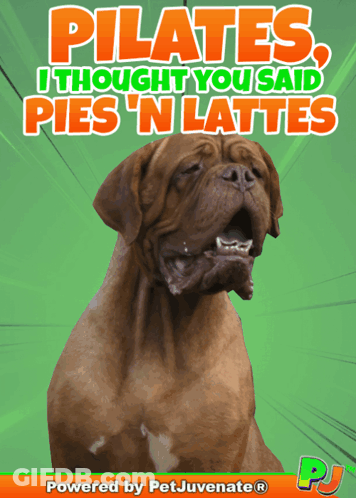Dog Saying Pilates I Thought You Said Pies 'N Lattes GIF