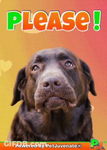 Dog Saying Please GIF