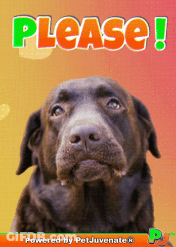 Dog Saying Please GIF