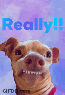 Dog Saying Really In Blue GIF